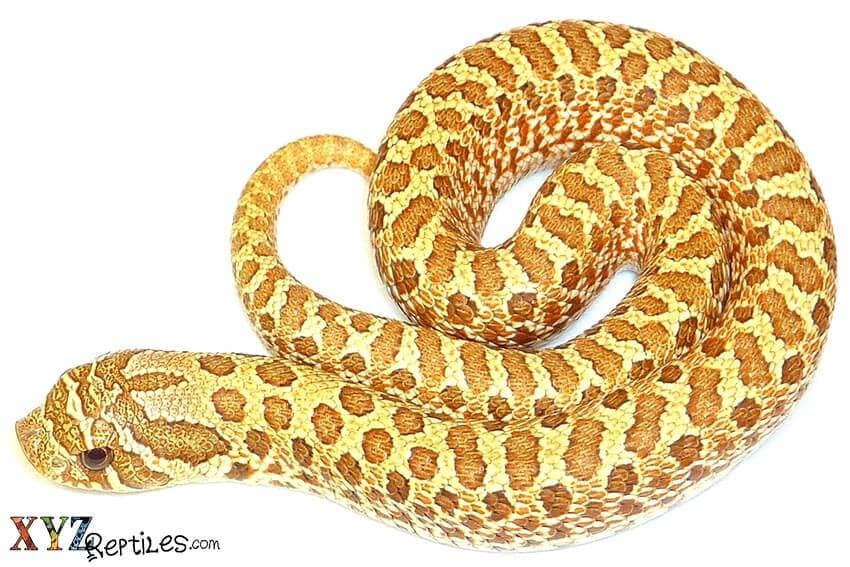 Snakes For Sale Worth Buying