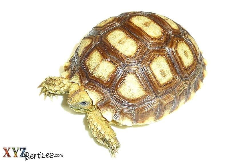 How Big Will Tortoises For Sale Grow?
