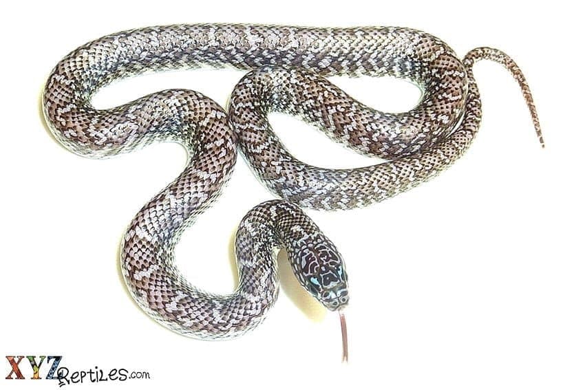 How To House Pet Snakes For Sale