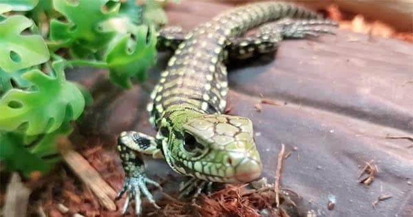 Finding The Argentine Black And White Tegu For Sale