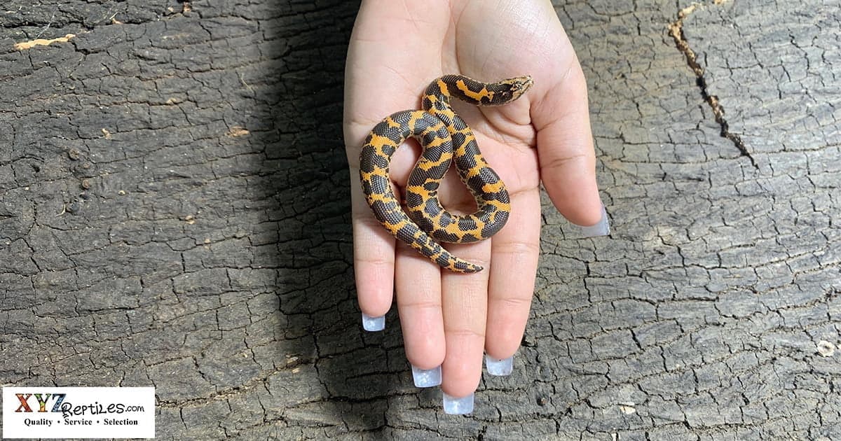 Kenyan Sand Boa Care By XYZReptiles