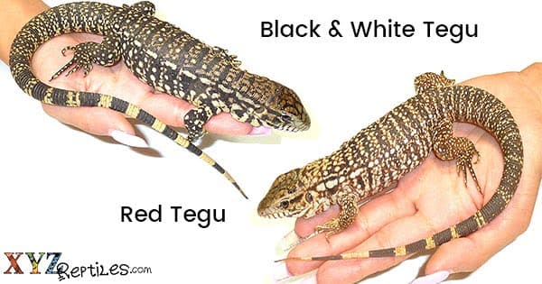 What’s A Better Reptile Pet, Red Tegu Or Black And White Tegu?