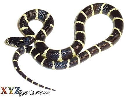 Banded California Kingsnake For Sale