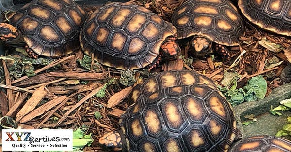 Where Can I Find A Red Footed Tortoise?