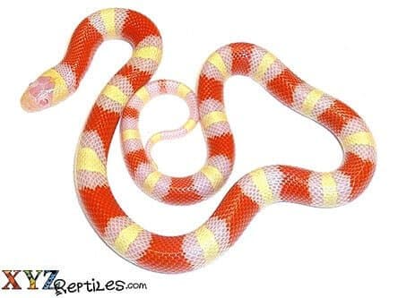 Albino Nelson's Milk Snake For Sale