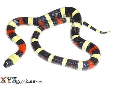 Pueblan Milk Snake For Sale