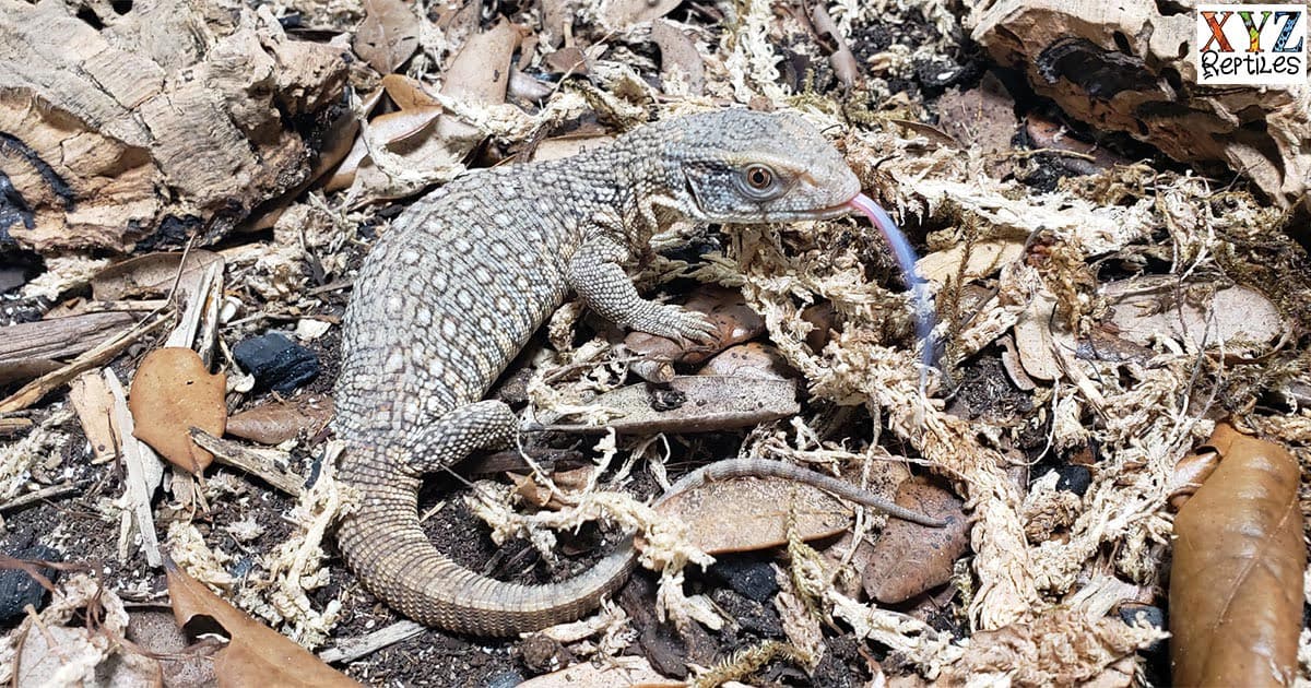 What are some of the best pet lizards for sale online?