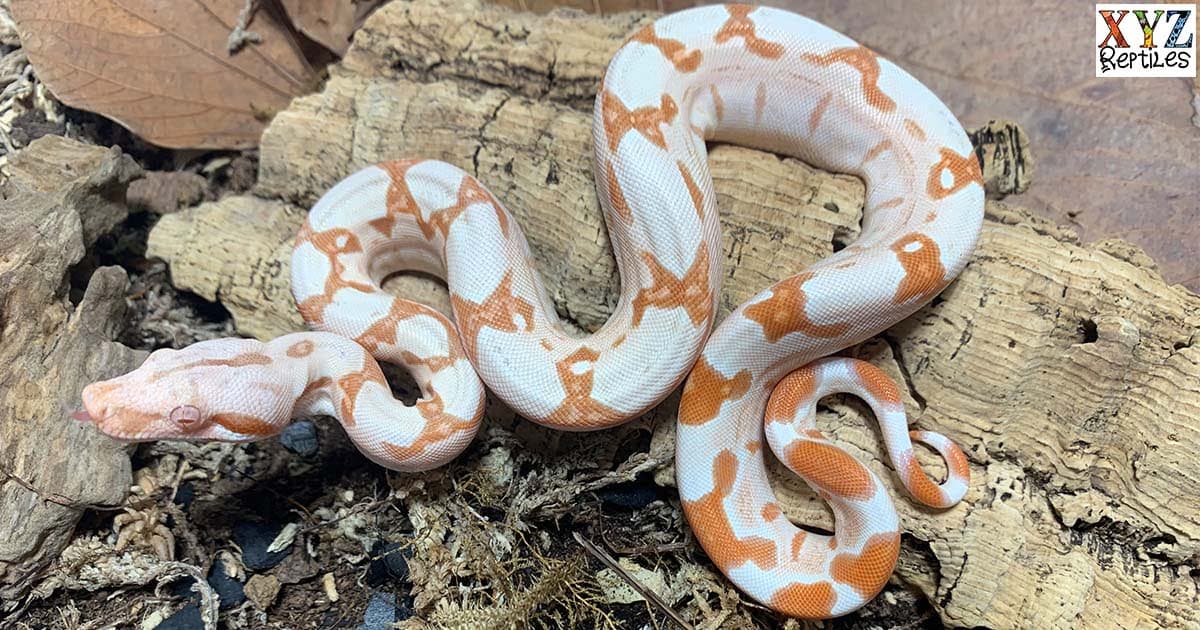 Popular Red Tail Boas For Sale Online By XYZReptiles