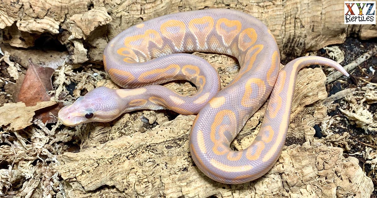 Cinnamon vs Black Pastel Genetics In Banana Ball Python Morph Combos