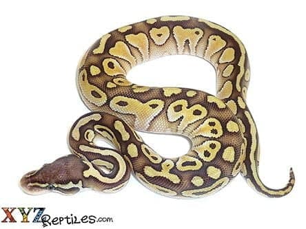 Baby Pastel Lesser Ball Python