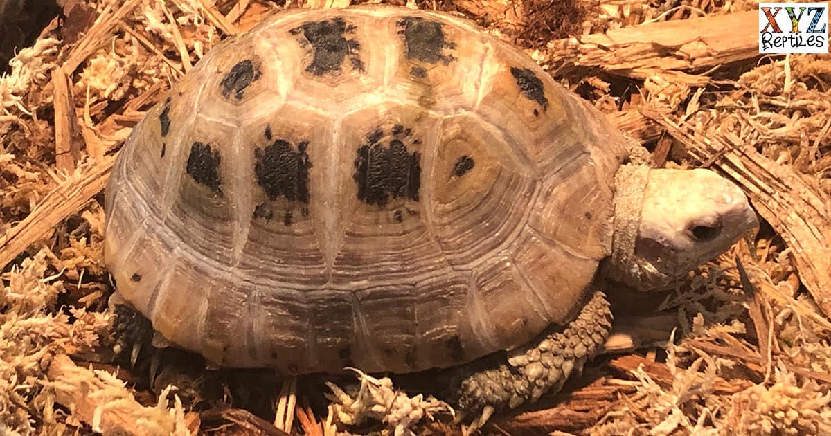 Finding A Proper Tortoise Heat Lamp