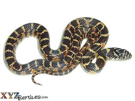 Florida King Snake For Sale