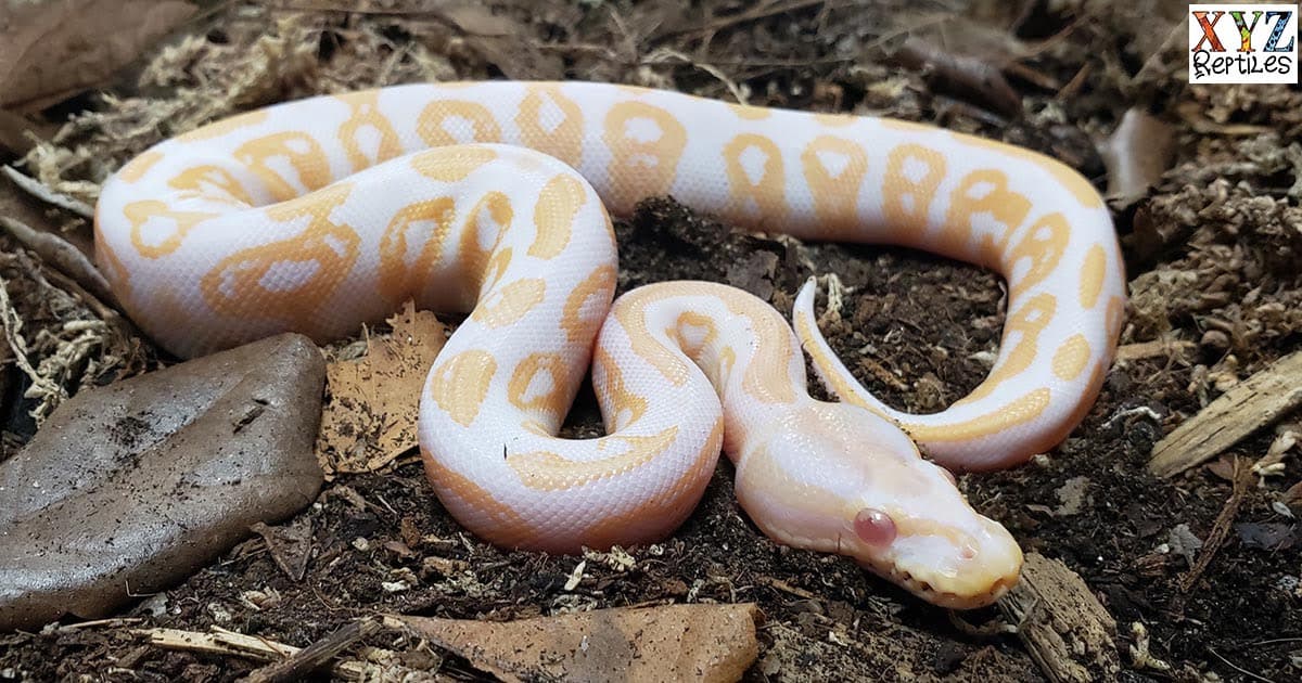 Popular Albino Ball Python Morphs