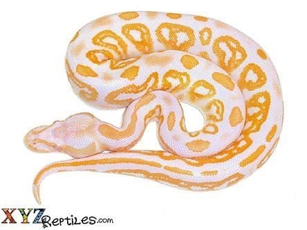 Baby Albino Black Pastel Ball Python