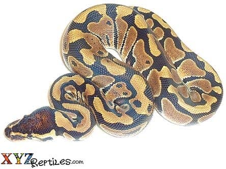 Baby Ball Python For Sale