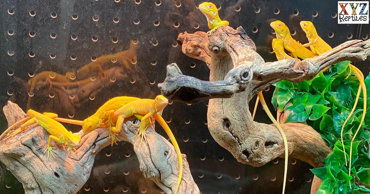Florida Reptile Law Bans Sale of Tegus and Iguana iguana Species
