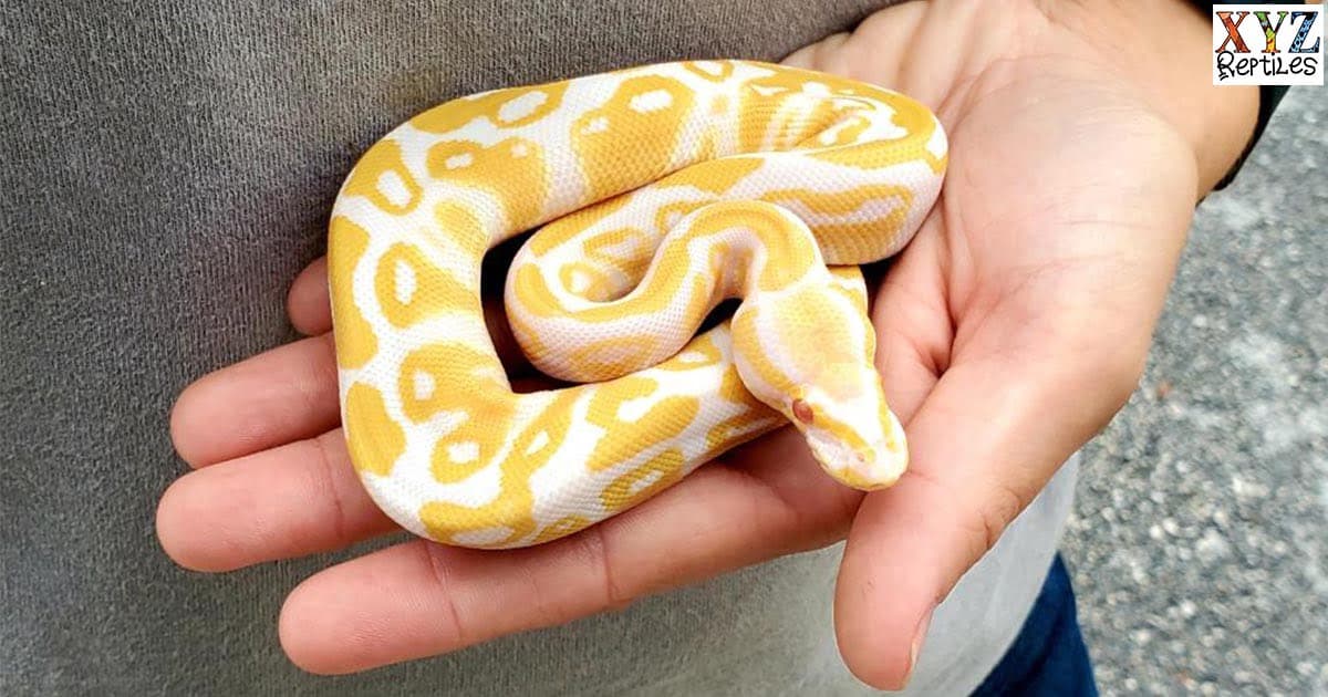 What are the benefits of having a reptile pet during COVID-19?