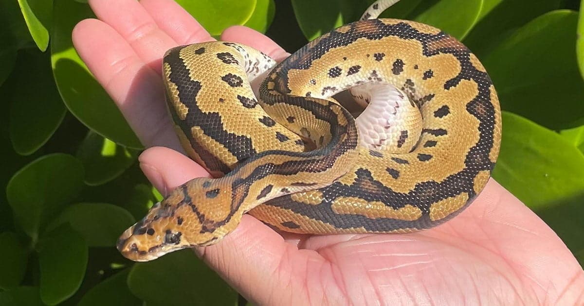 3 Friendly Snake Breeds