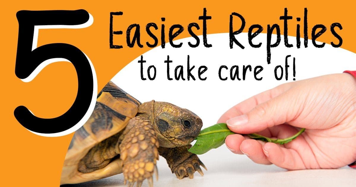 5 Easiest Reptiles To Take Care Of