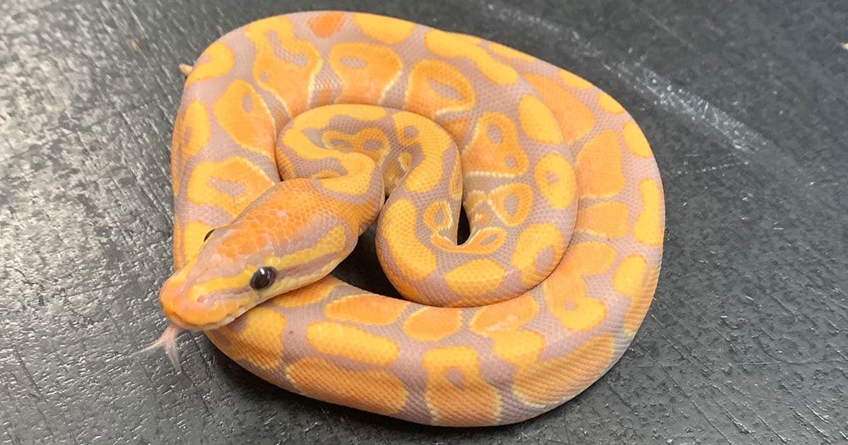 How To Feed a Ball Python