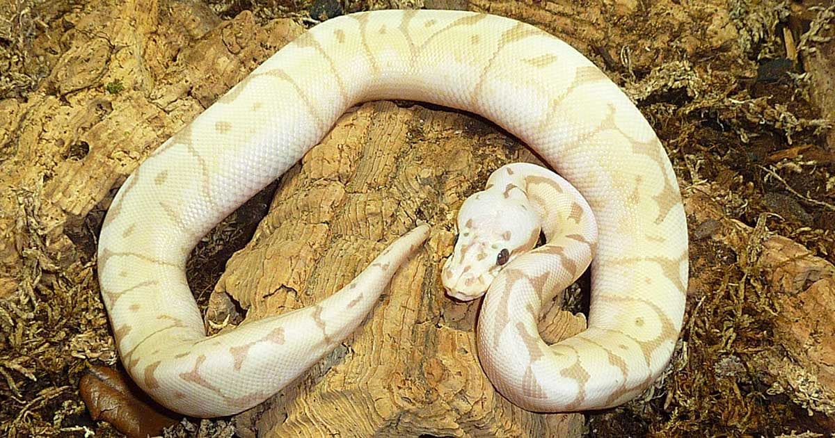 What are the signs of a healthy ball python?