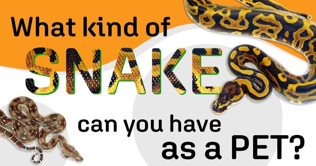 What kind of snakes can you have as a pet?