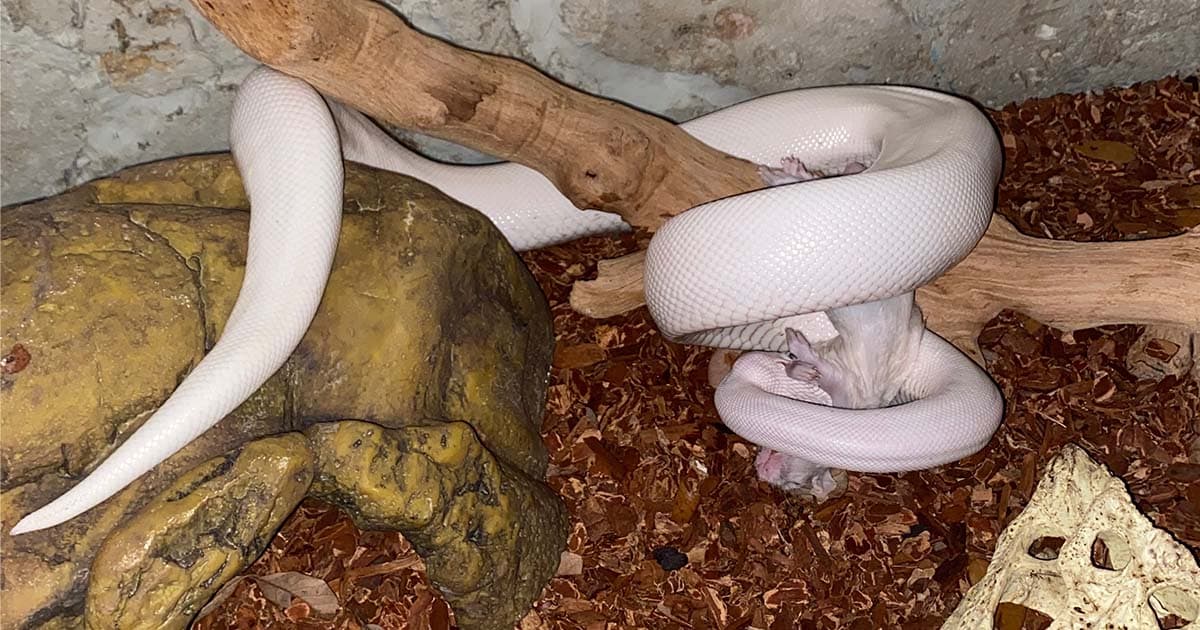 What do pet snakes eat?