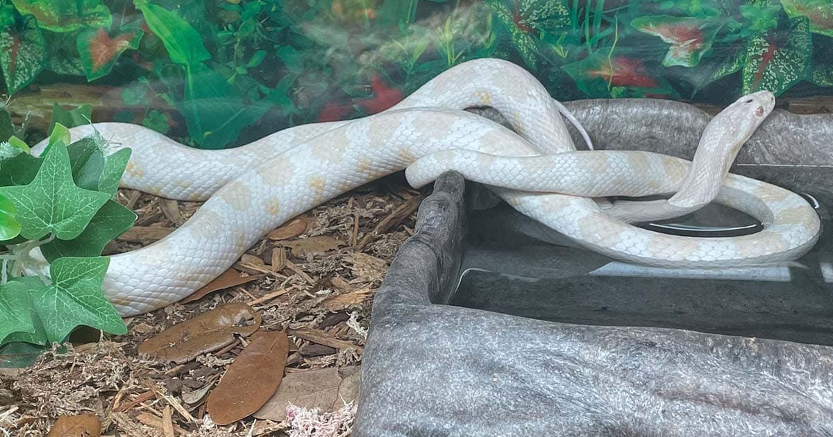 How long do corn snakes live as pets?