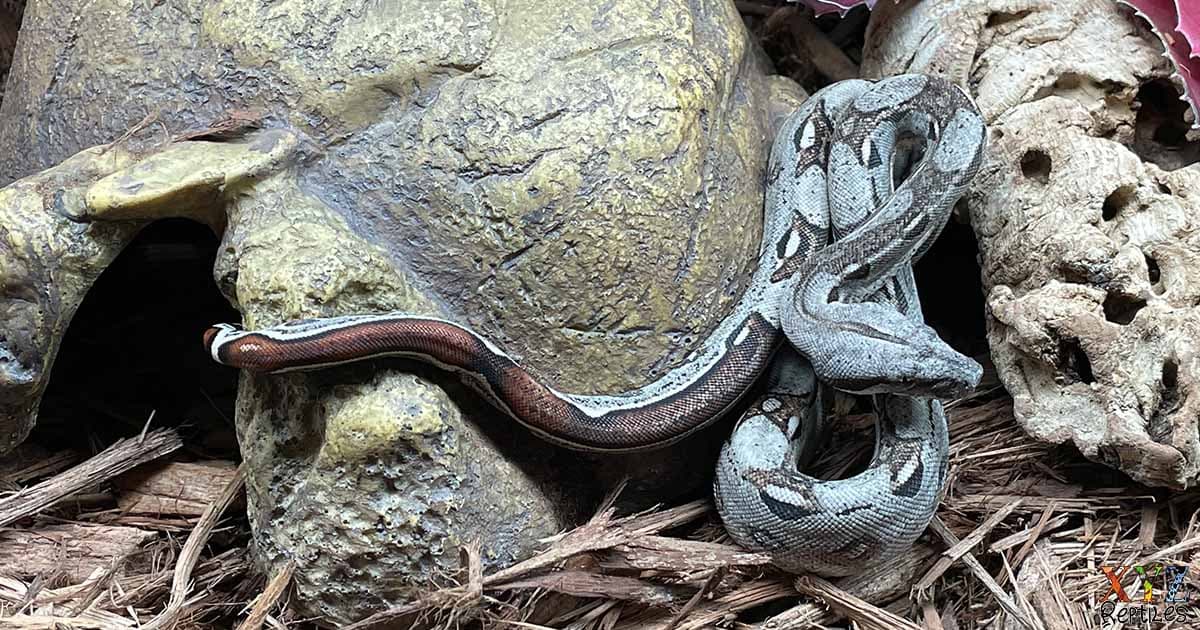 How much do red tail boas cost?
