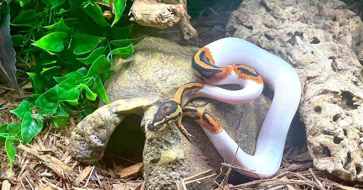 How to Set Up a Ball Python Habitat