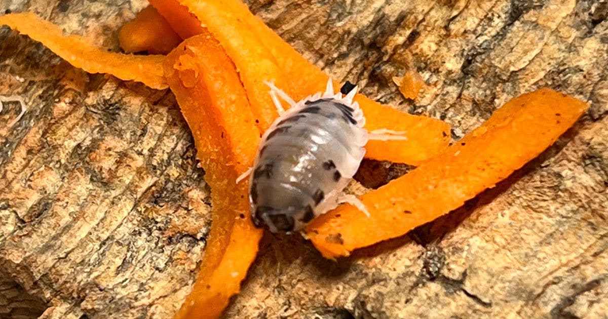 What to Feed Isopods