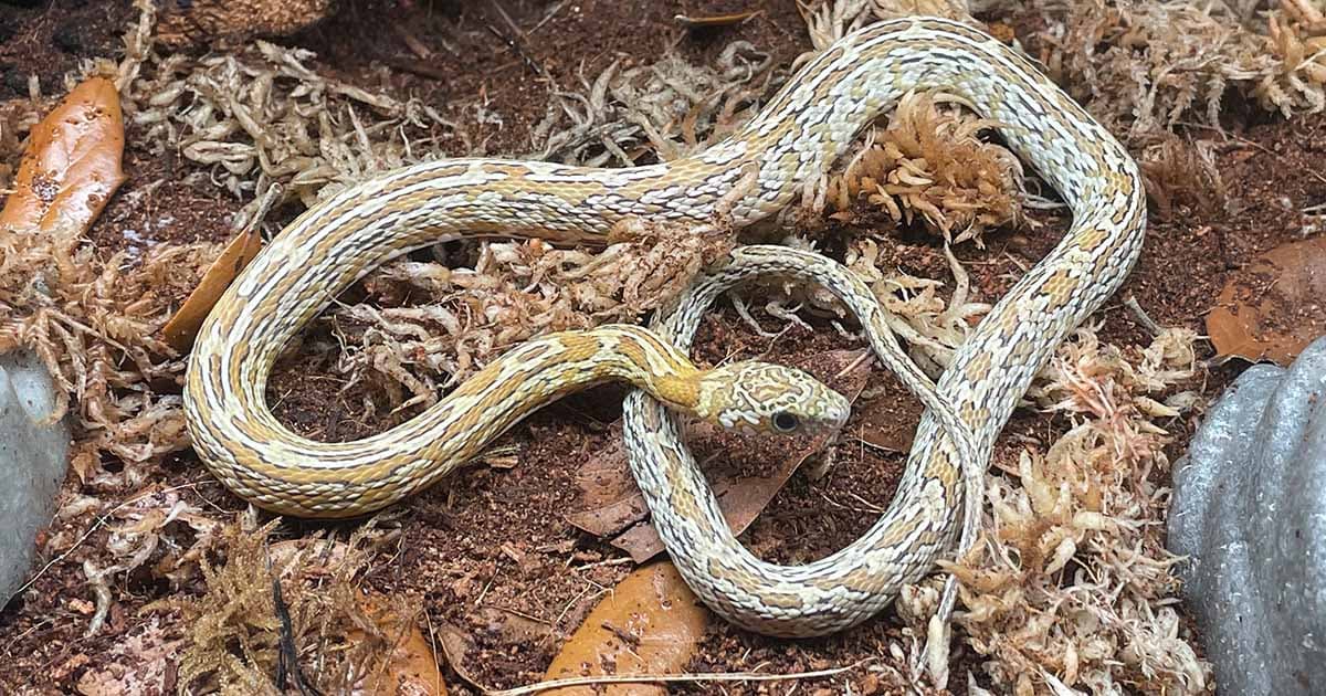 When to Feed Corn Snakes Fuzzies
