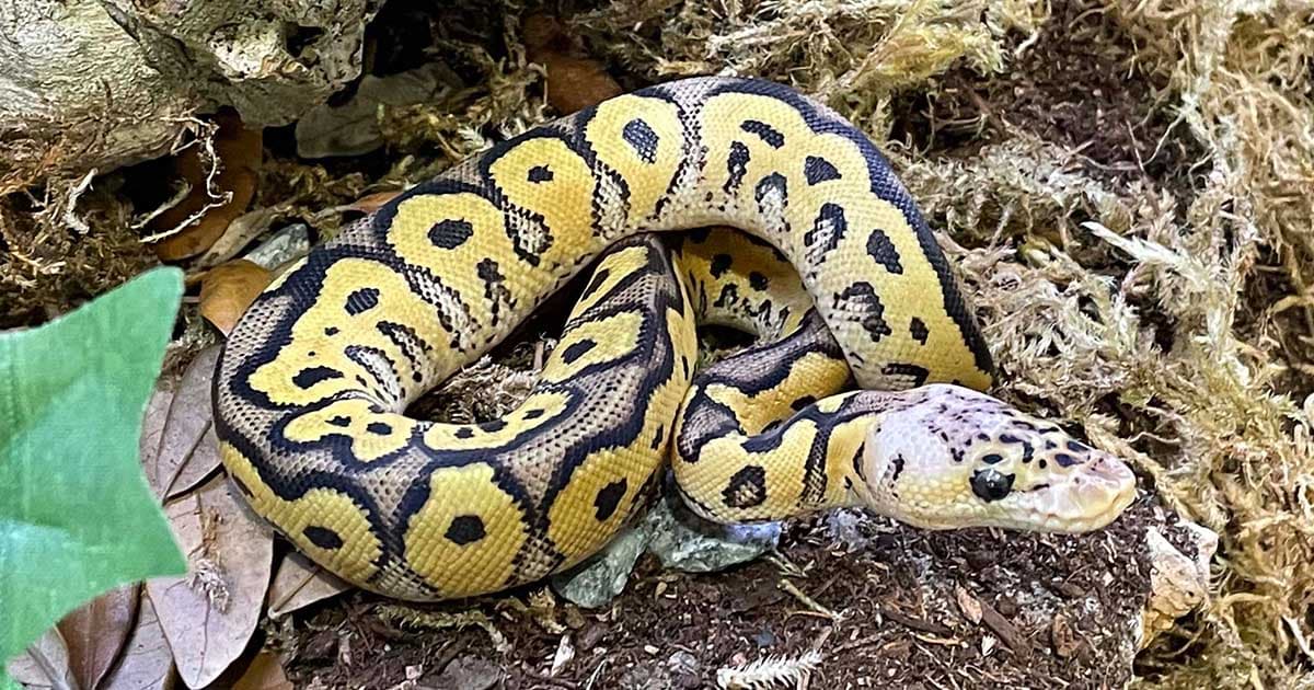 Are ball pythons venomous?