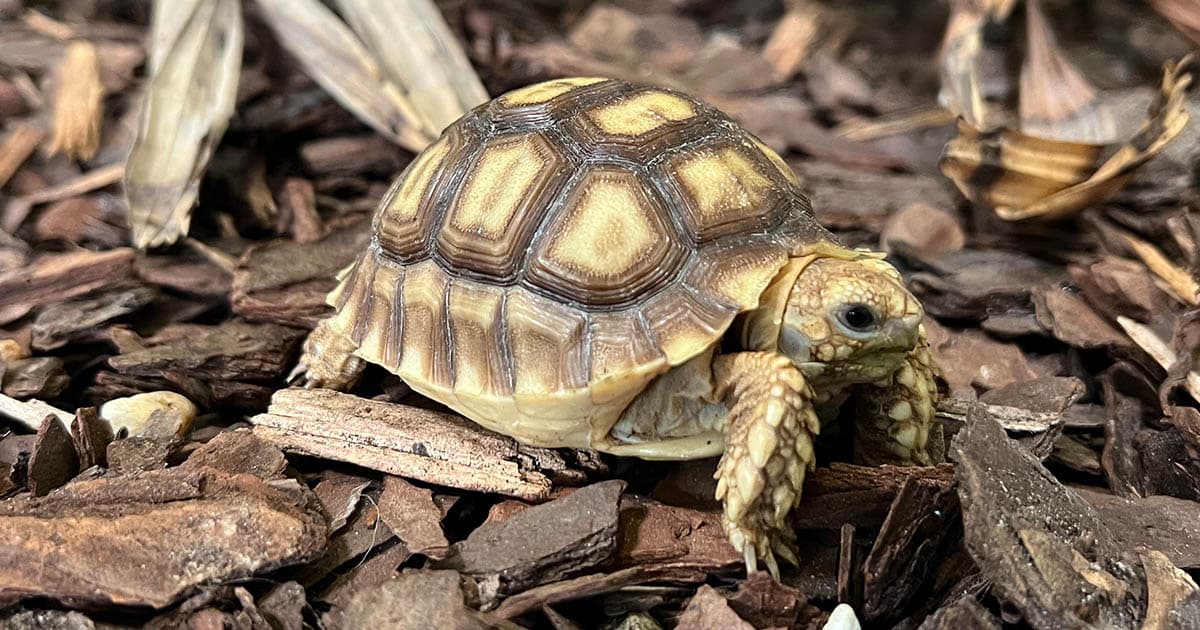 How long do tortoises live as pets?