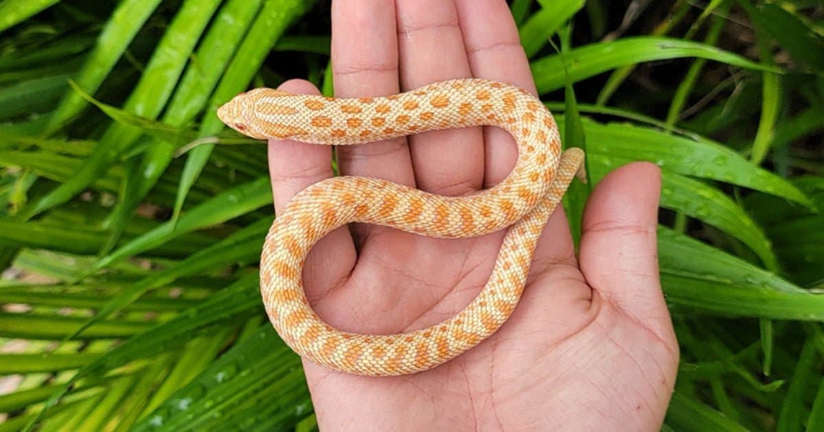 Top 5 Colubrid Snakes 2024