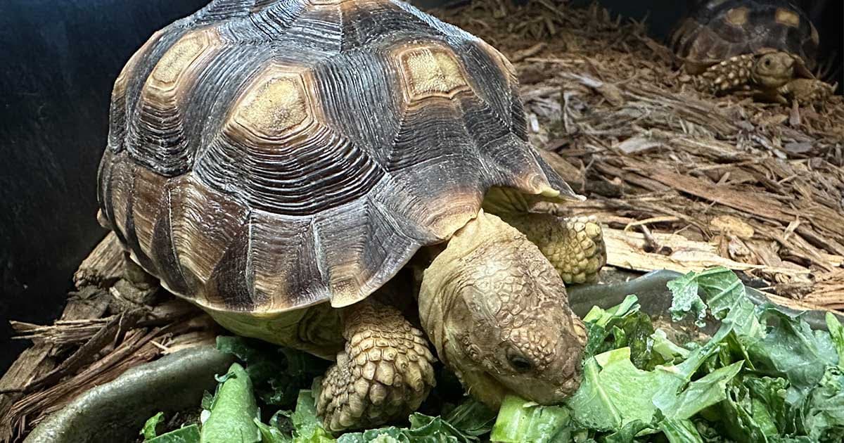 Are Tortoises Good Pets?
