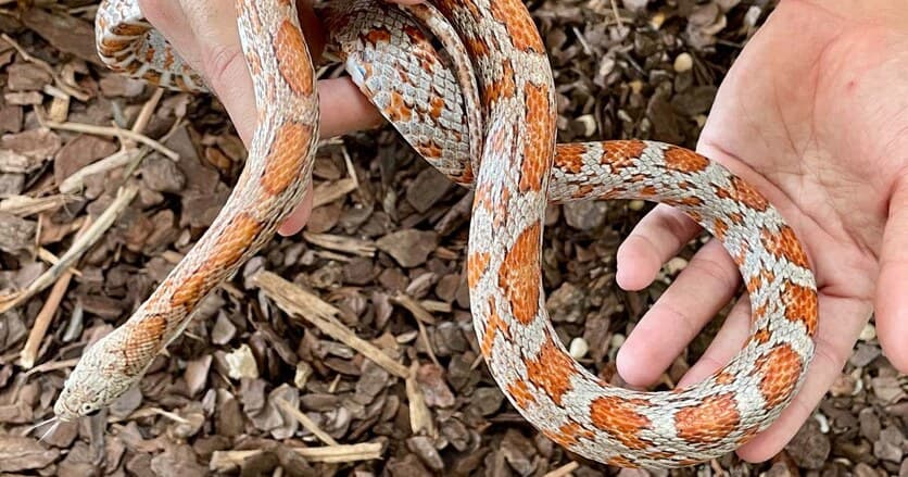 Corn Snake Handling Tips