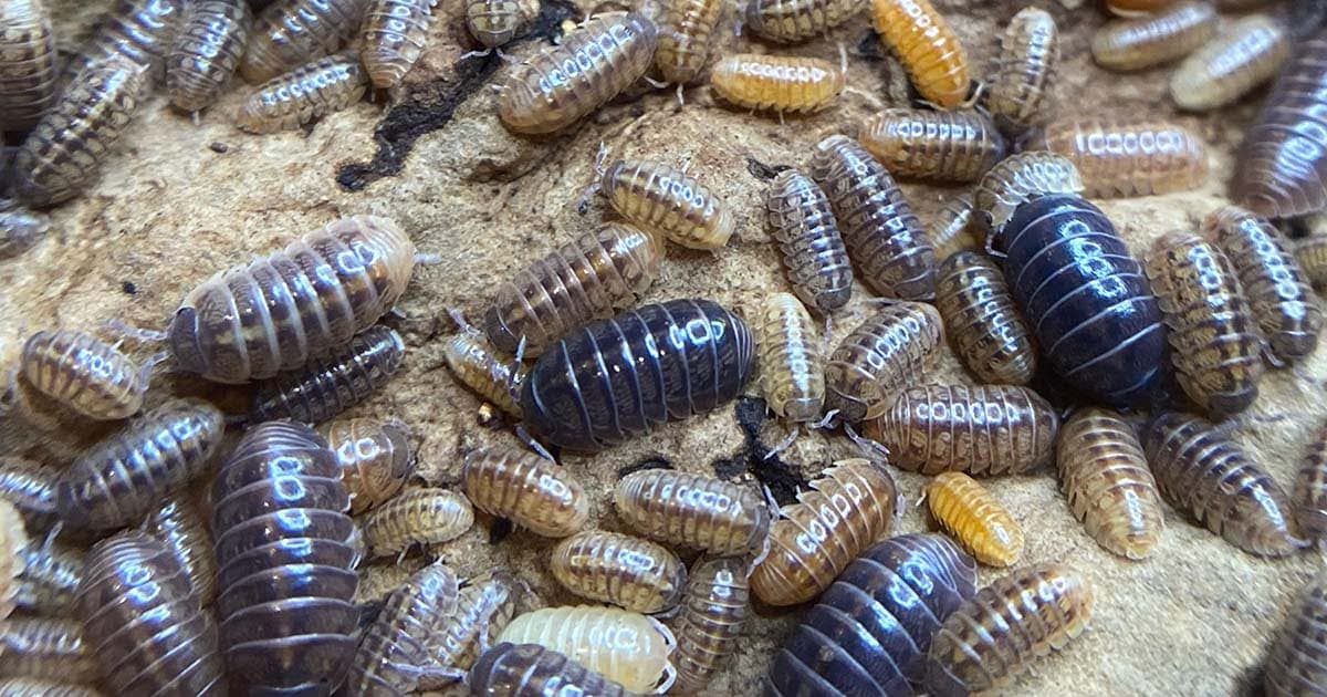 How long do isopods live as pets?