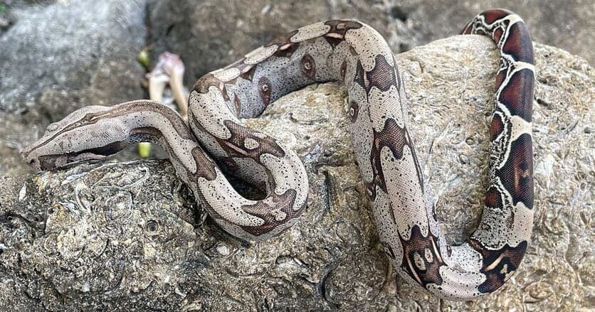 Where To Buy Exotic Pets
