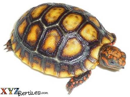 Cherry Head Tortoise