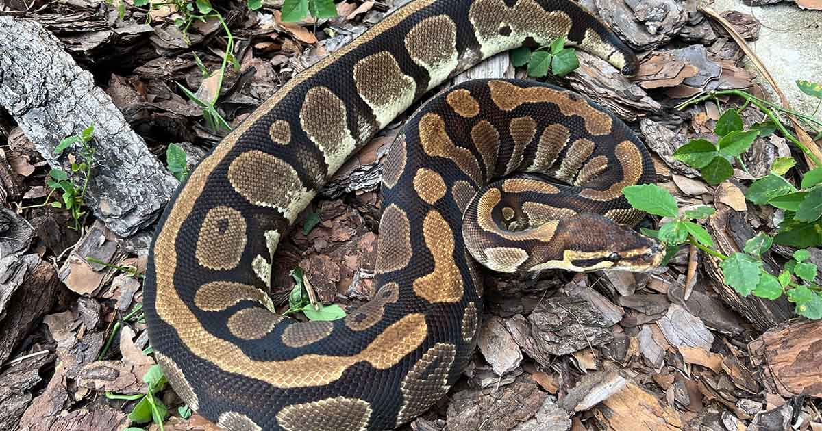 How Long Can Ball Pythons Go Without Eating?