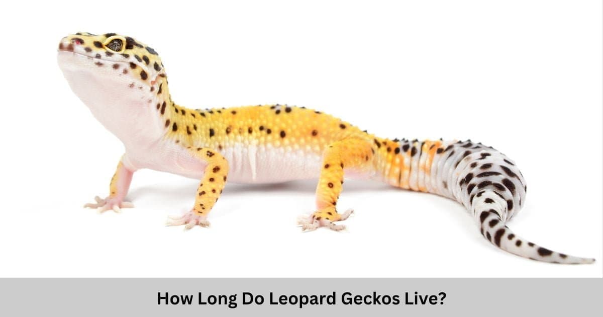 How Long Do Leopard Geckos Live?
