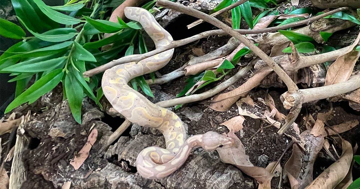 What is a Good Sized Tank for a Baby Ball Python?
