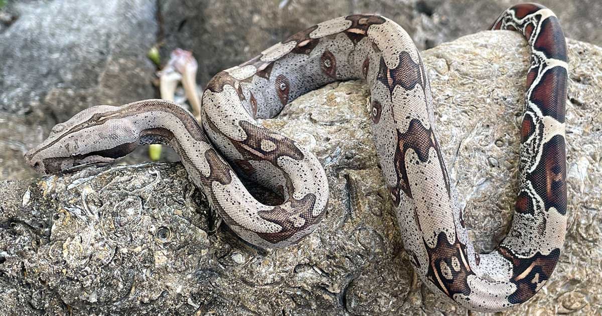 What Should You Name Your Pet Snake?