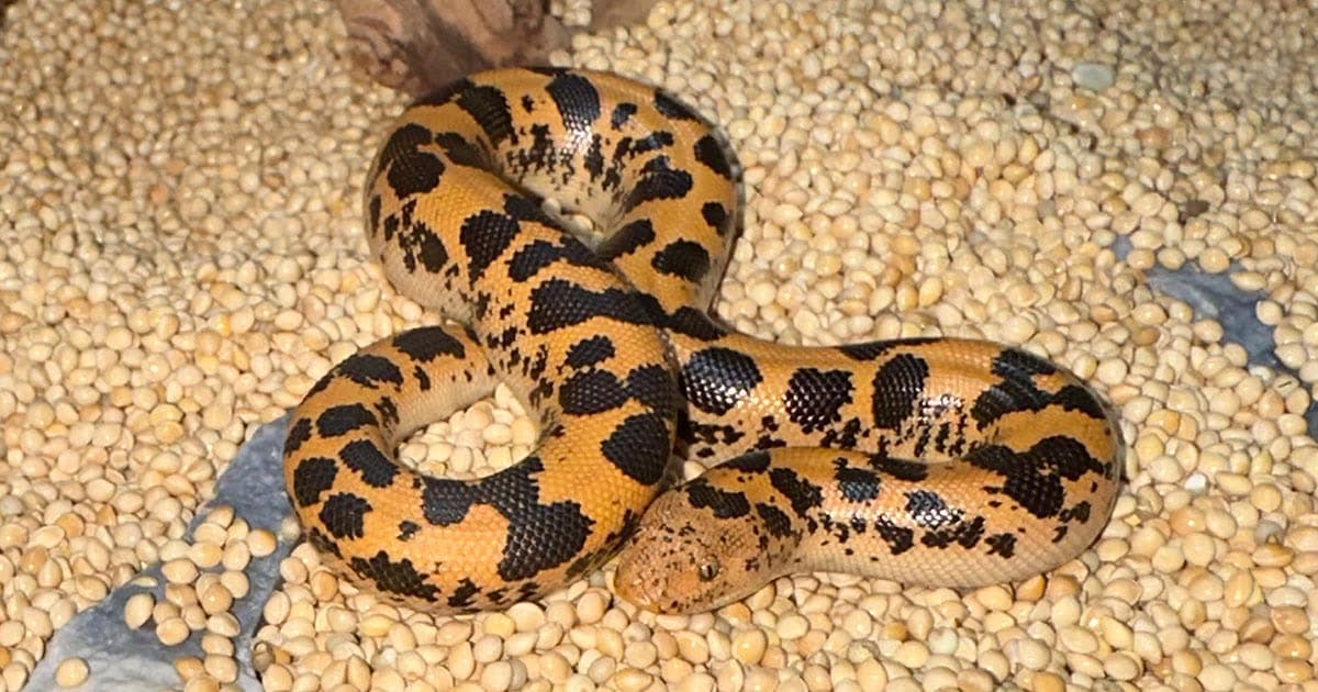 Top Small Boa Species to Keep as Pets In 2025