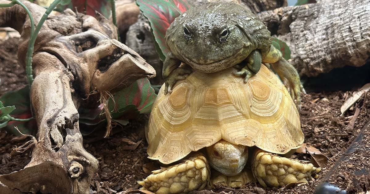 What’s the Difference Between an Amphibian and a Reptile?