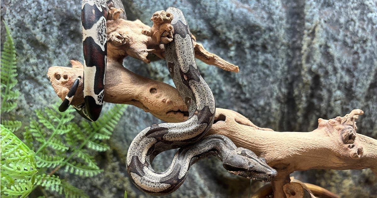 Suriname Red Tail Boa Everything You Need to Know