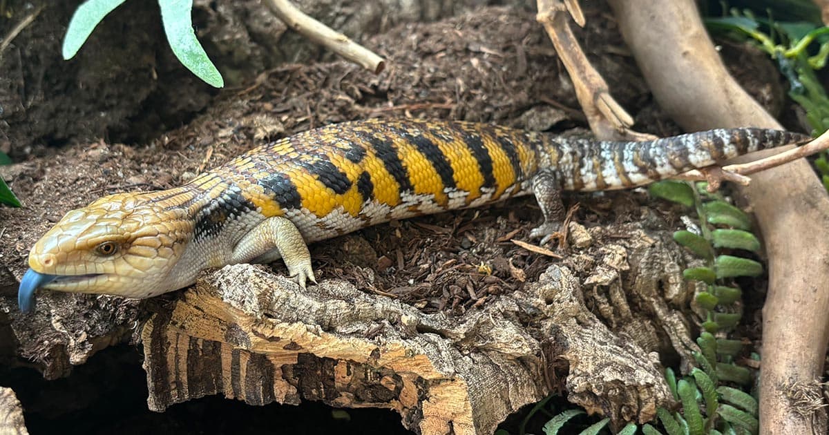 Cool Reptile Pets For Every Home In 2025