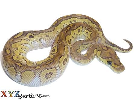 Baby Lesser Clown Ball Python
