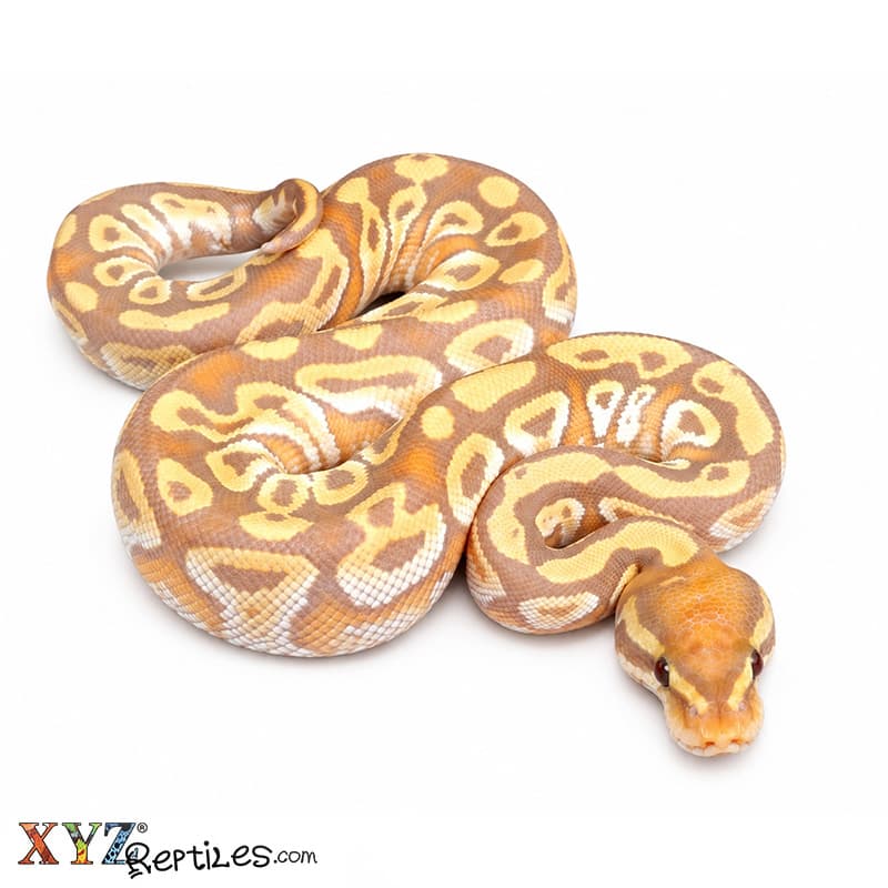 Baby Banana Mojave Ball Python